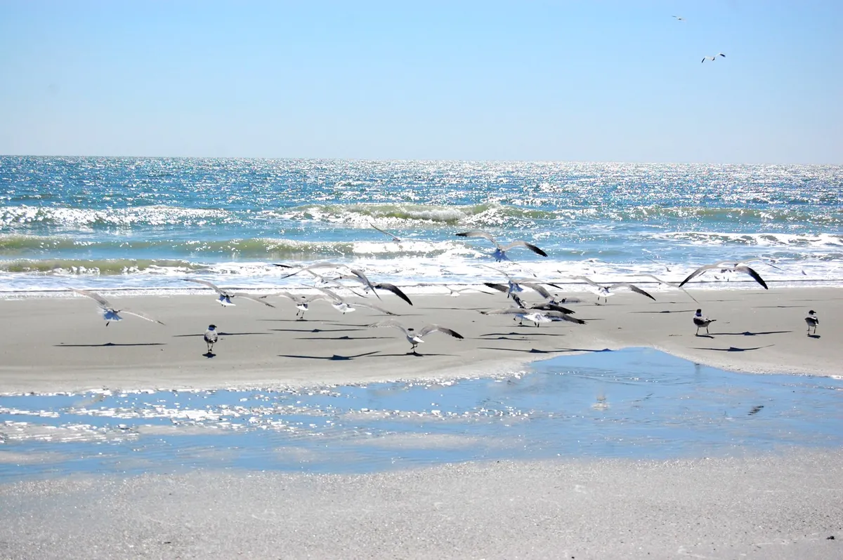 A serene view of the sandy beach with gentle ocean waves, a flock of birds in flight, and golden reflections in the water. The image evokes a tranquil, peaceful mood, perfect for romantic walks or quiet mornings watching nature’s beauty unfold.
